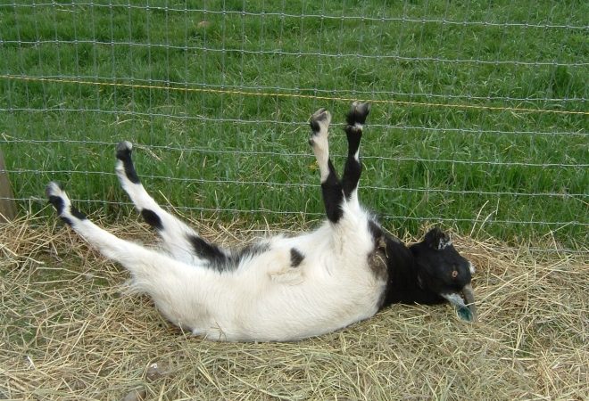 Attention Fainting Goats and False-Peacemakers…